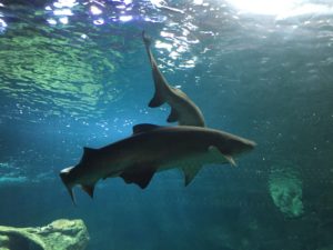 Acquario La Rochelle